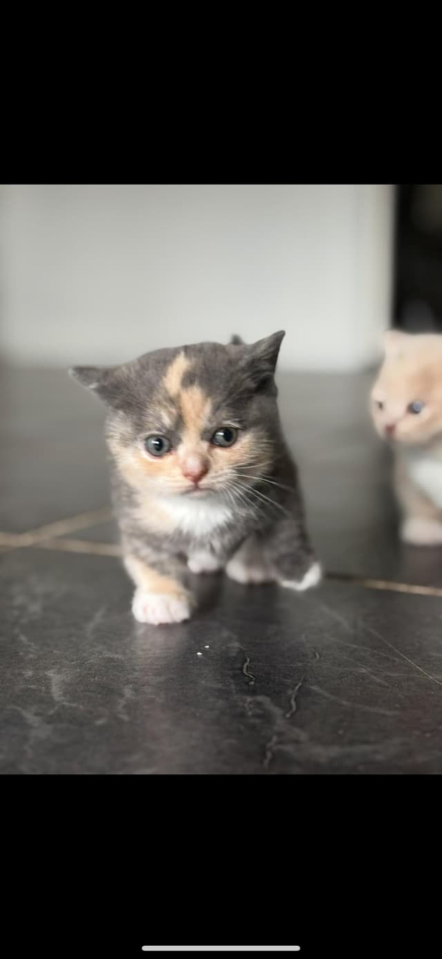 Munchkin cat with golden eyes from Crunchie Munchkins